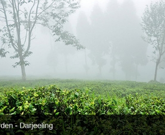 Darjeeling's tea garden during a sightseeing trip 