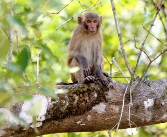 sundarban monkey