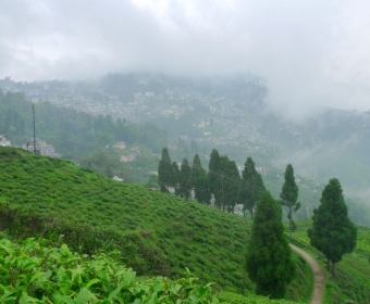 Darjeeling tea garden during your sightseeing